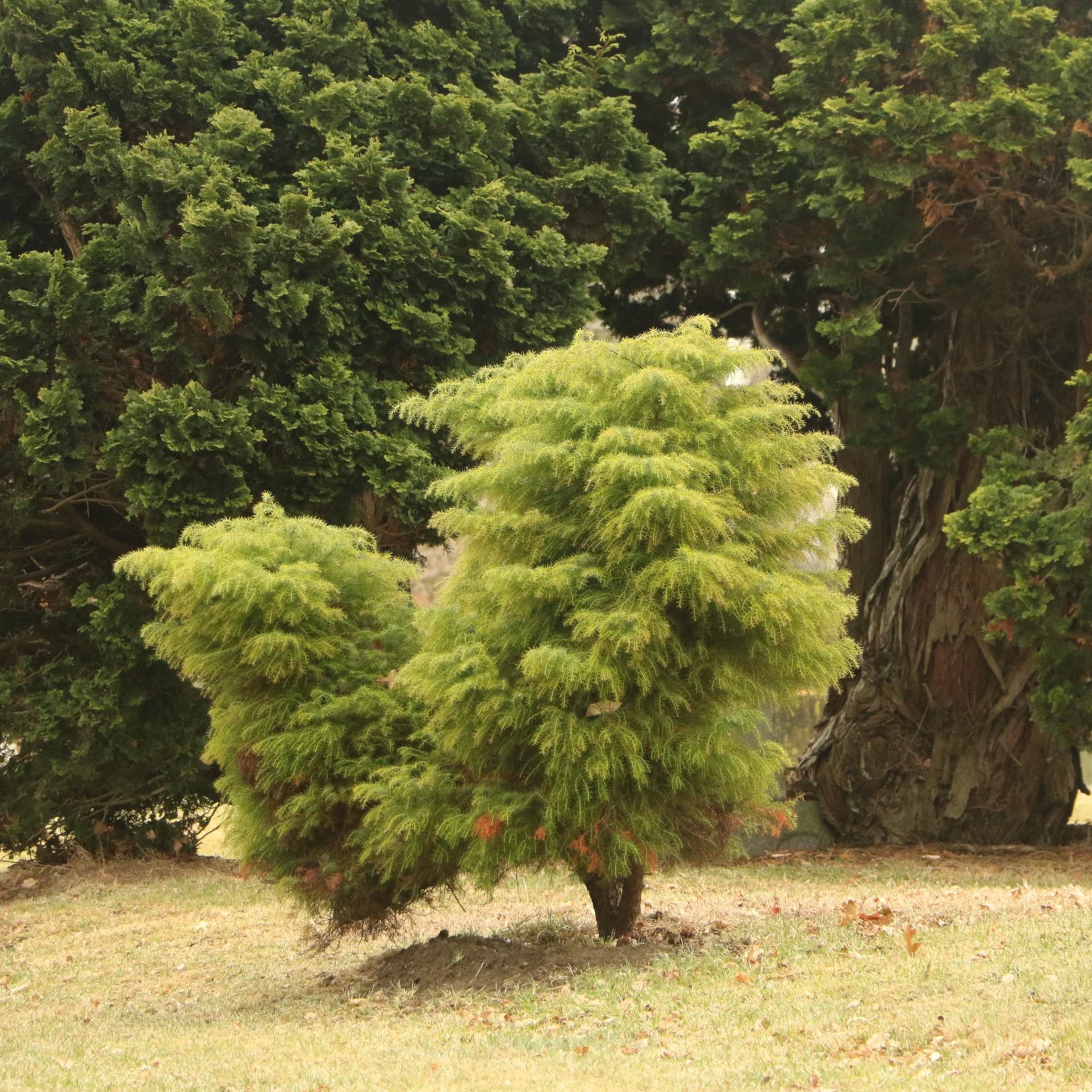 Chromoplasticity: Why Some Evergreens aren't so Green in Winter